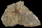 Ordovician Starfish (Petraster?) & Edrioasteroids - Morocco #94329-1